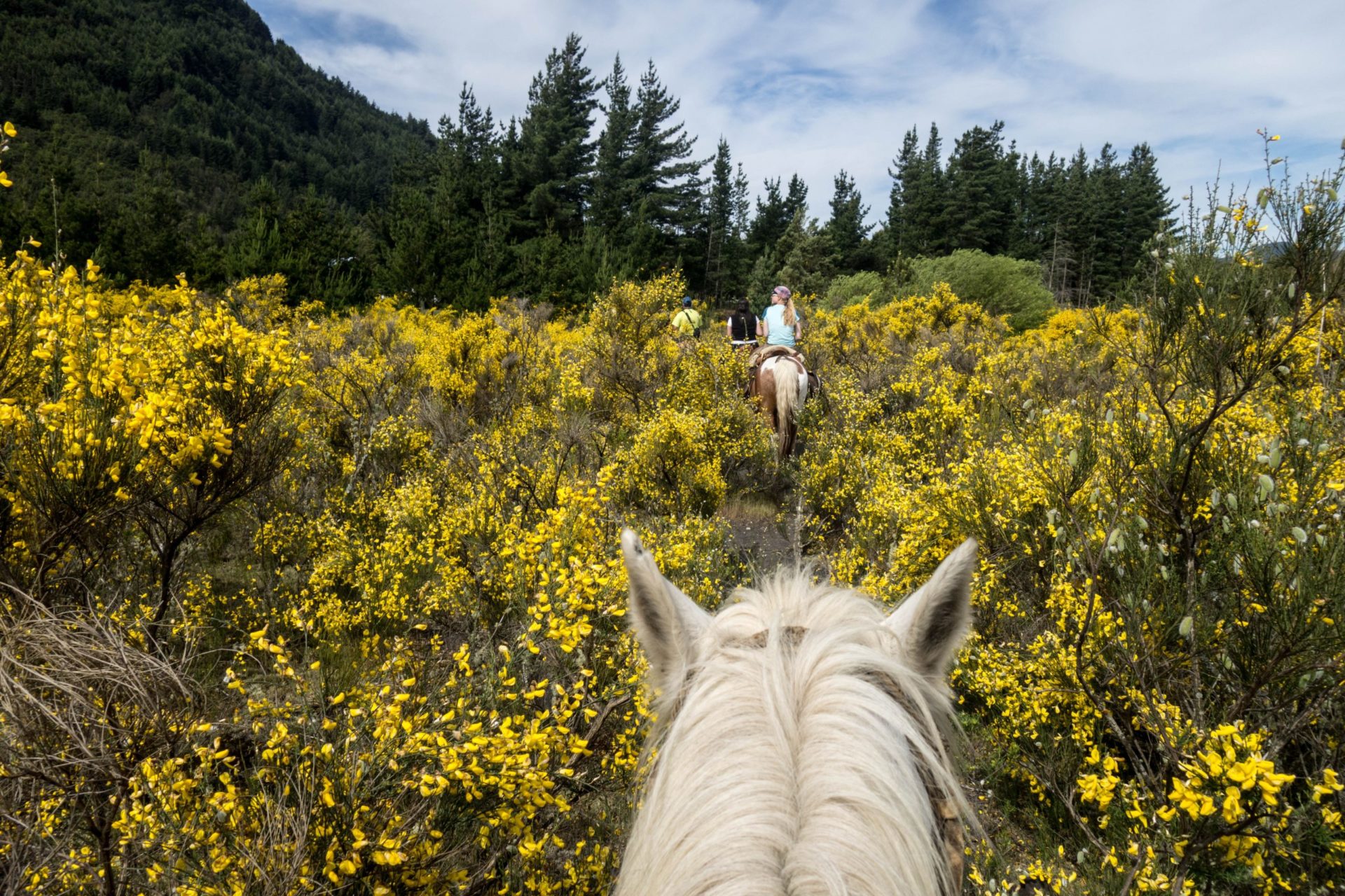 Escursione a cavallo tra fiori gialli