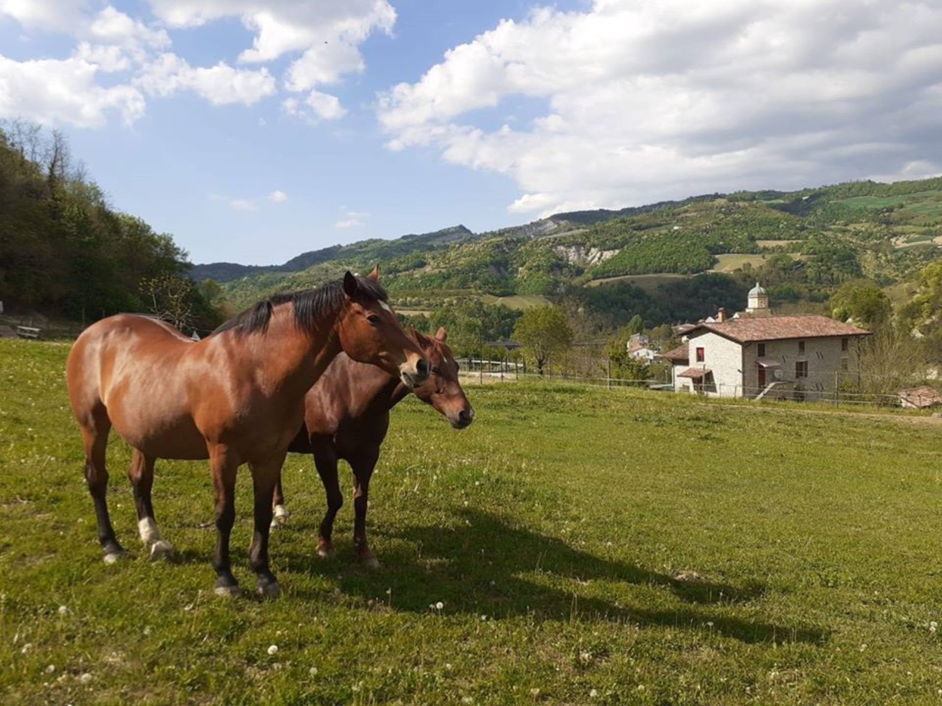 Passeggiate a cavallo Romagna