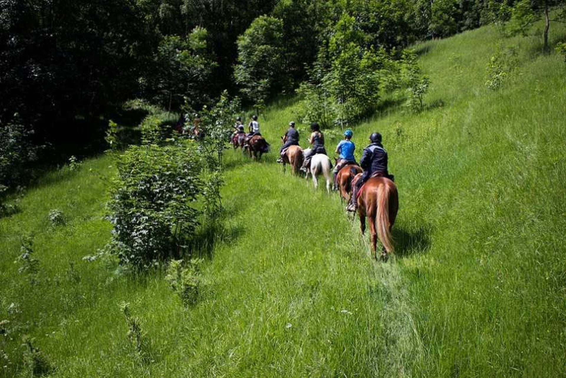 Horse Riding Piedmont