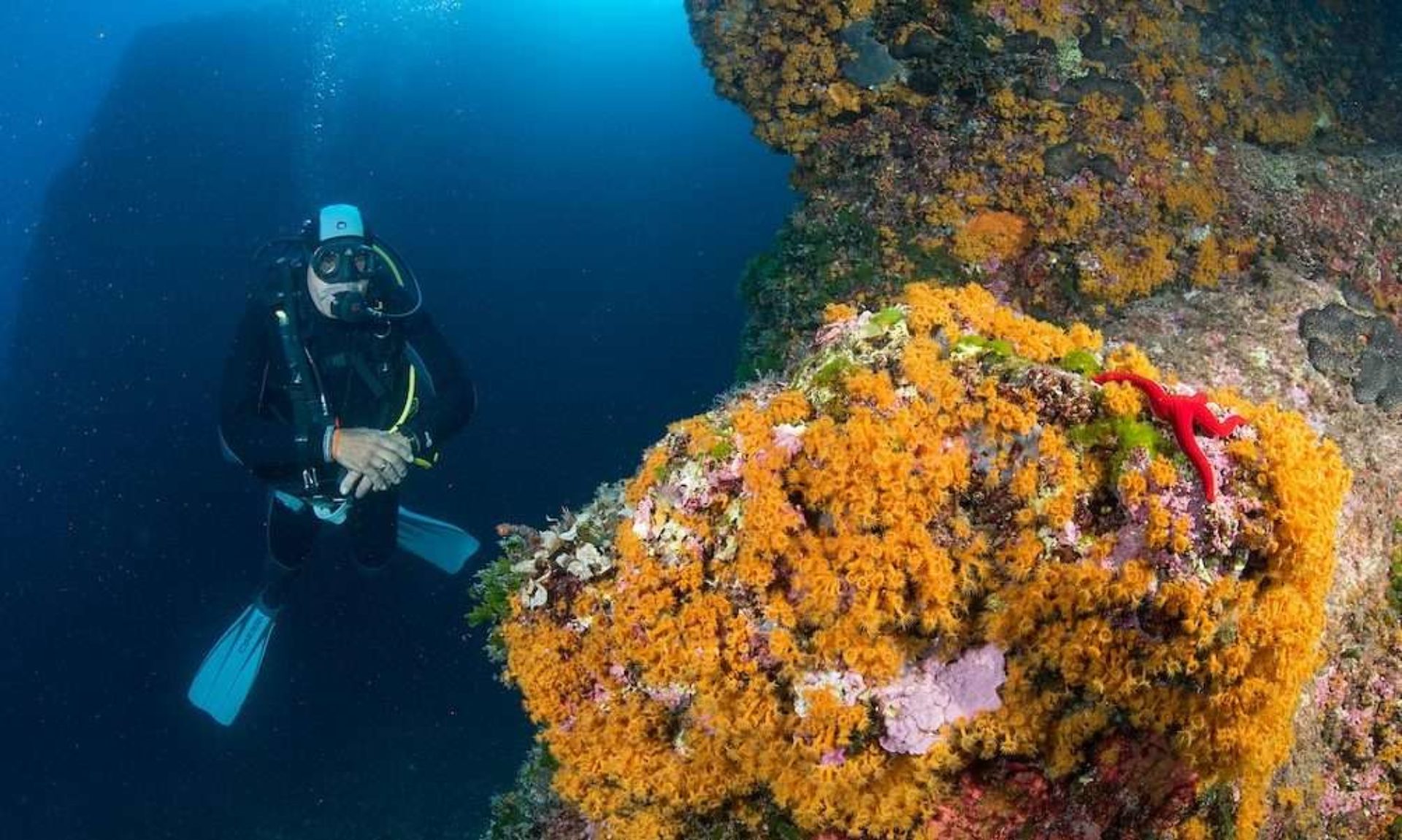 Scuba Diving Ischia