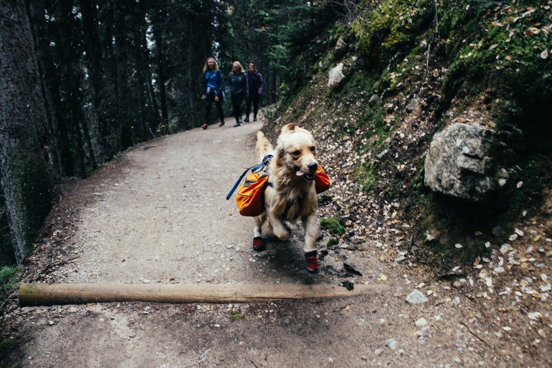 Dog Trekking Toscana