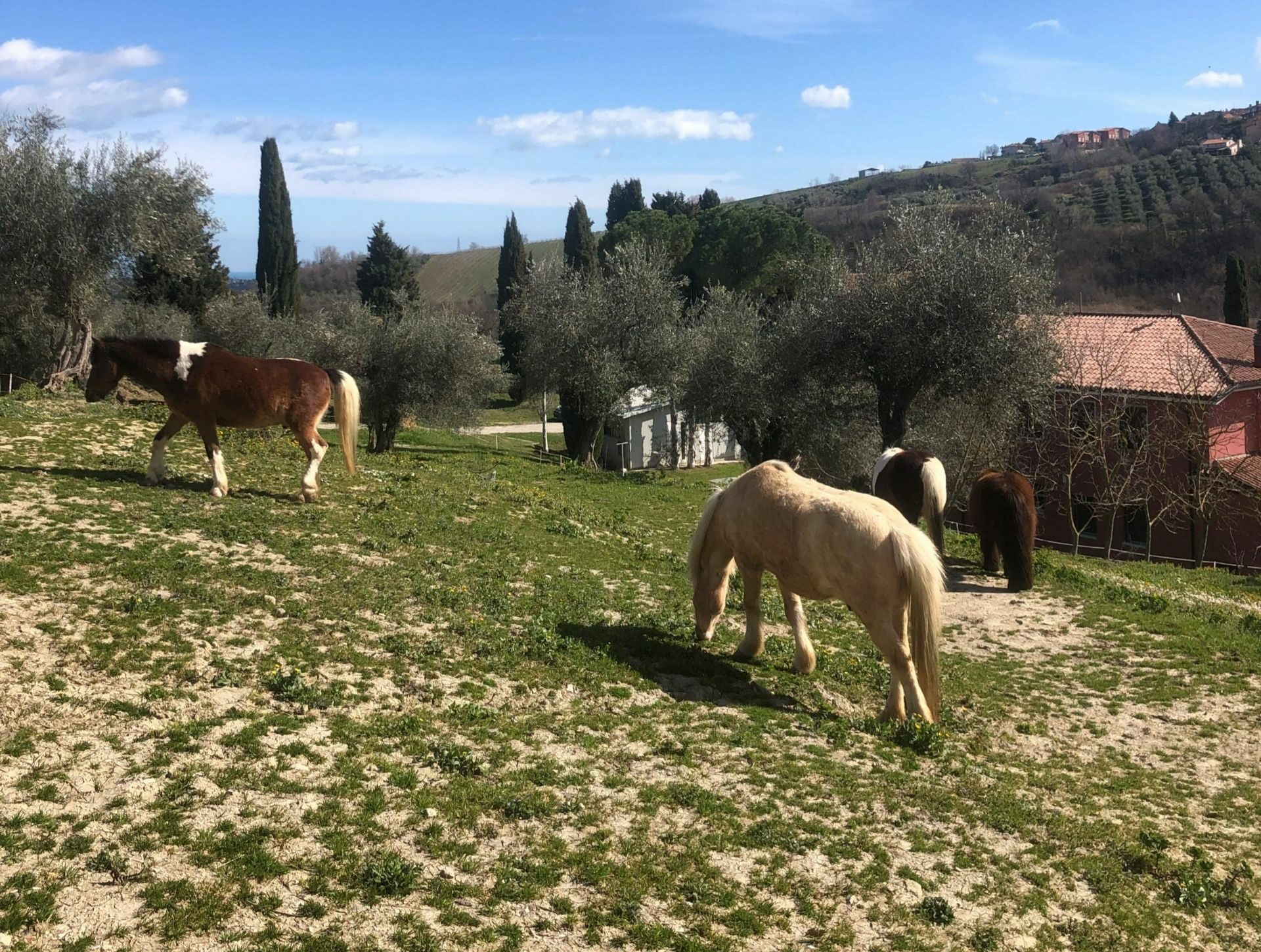 Passeggiate a cavallo Rimini