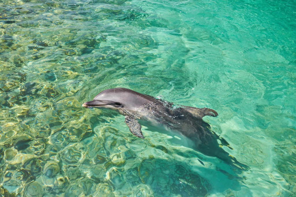 delfino nelle acque del mare