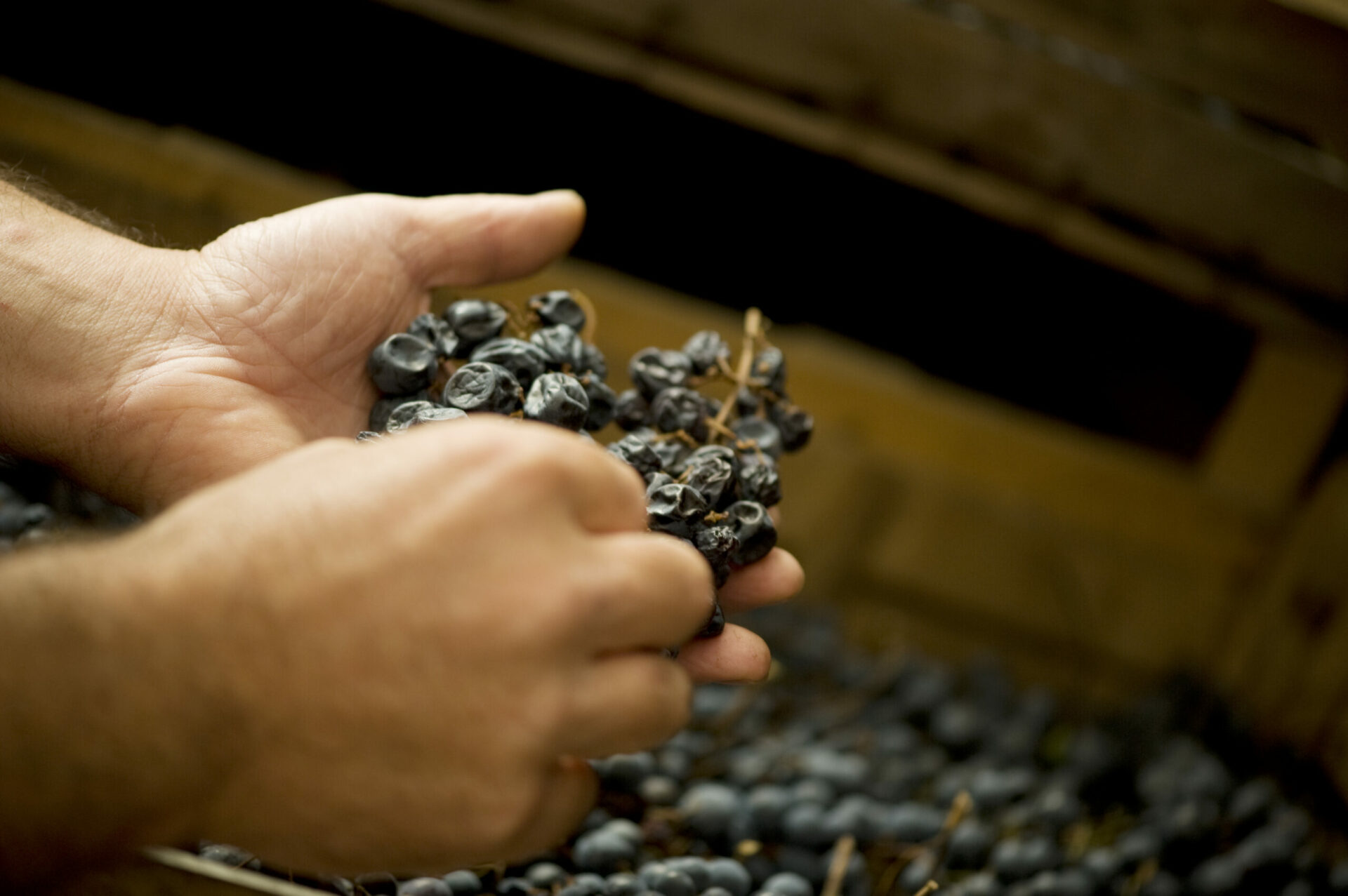 mani di uomo che schiacciano grappolo d uva nera per la produzione di vino in valpolicella