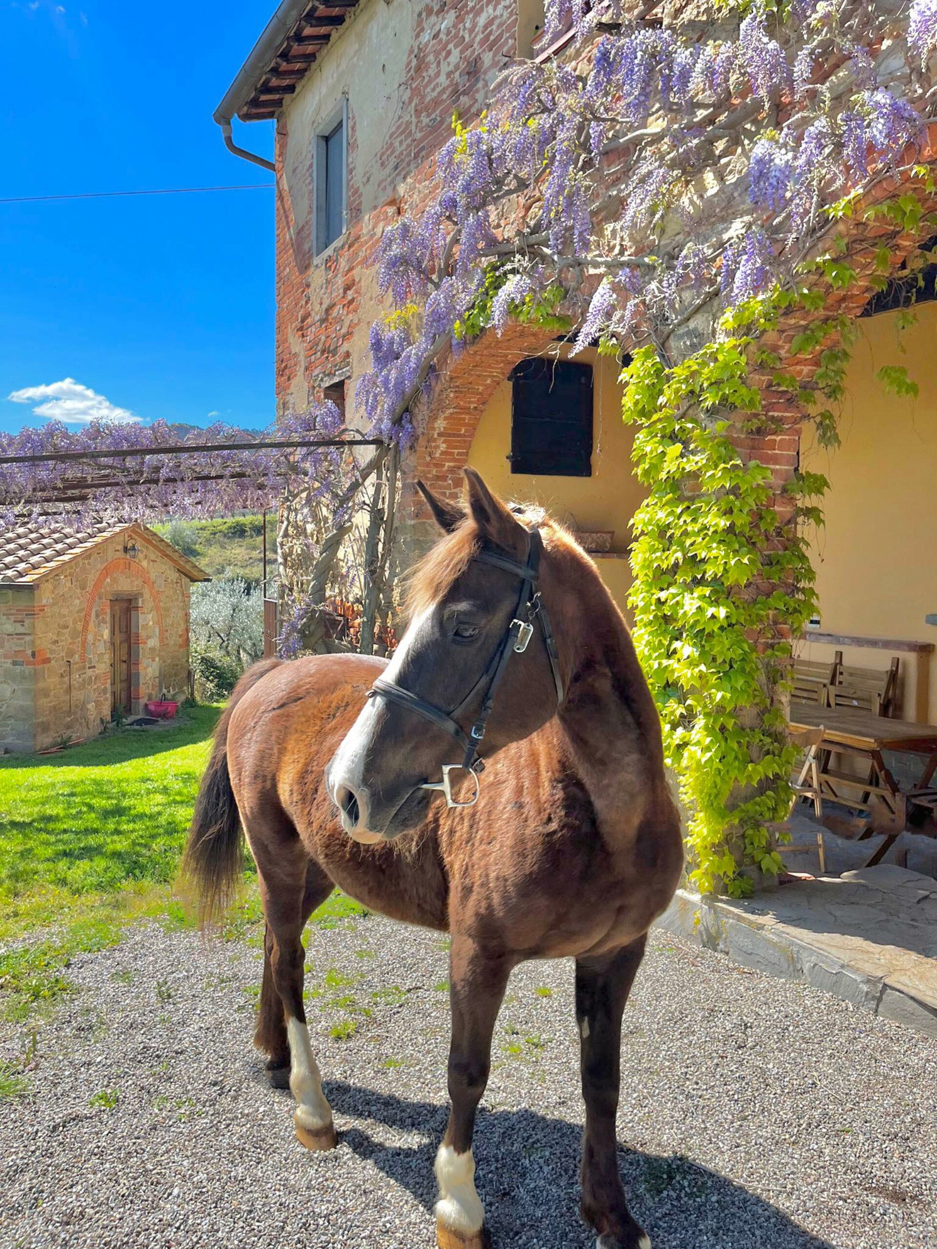 Passeggiate a cavallo Arezzo