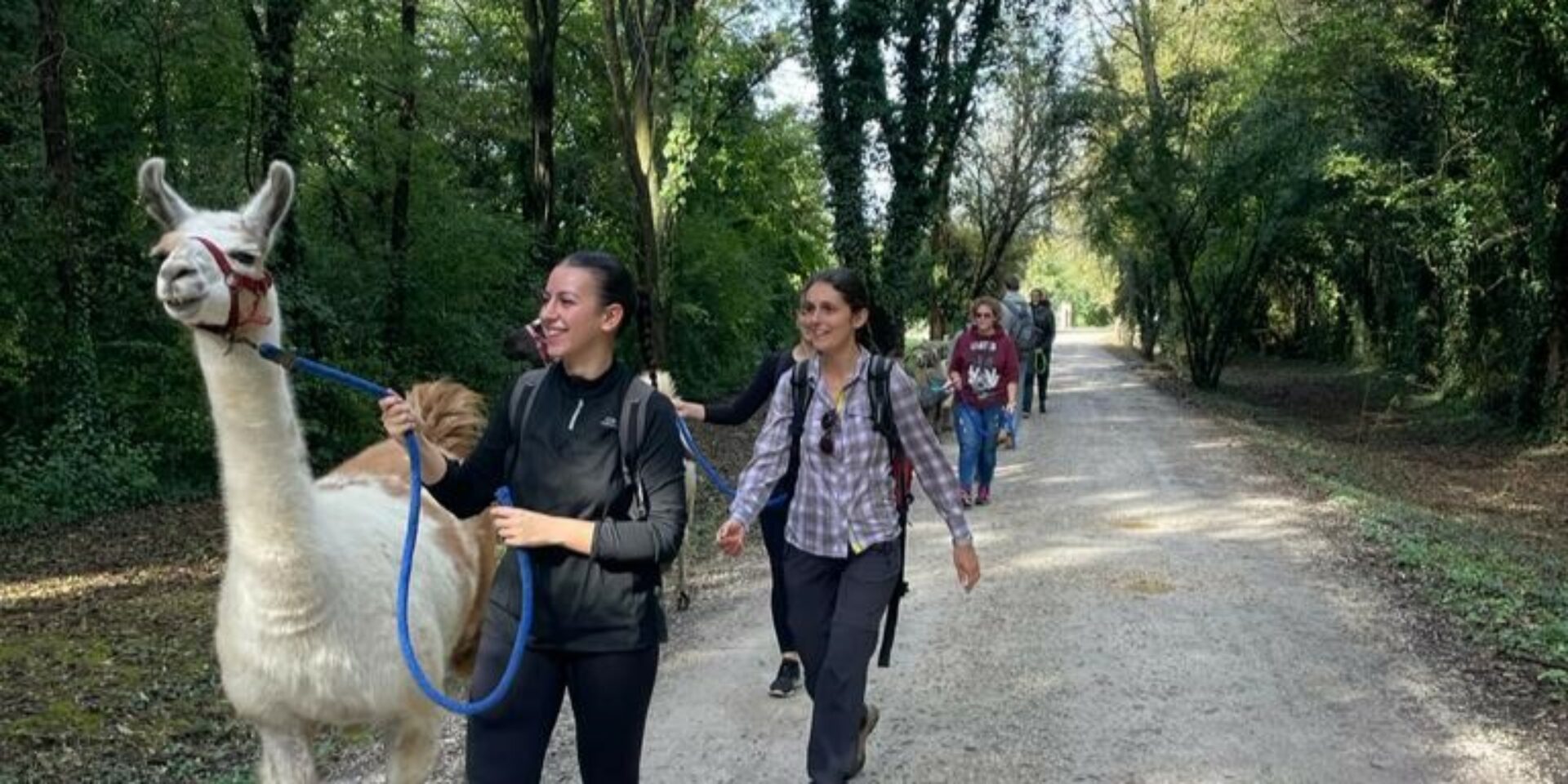 Passeggiate con alpaca Treviso