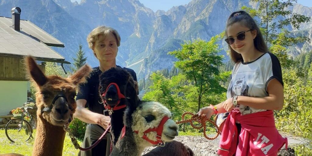 passeggiata con alpaca in provincia di Belluno