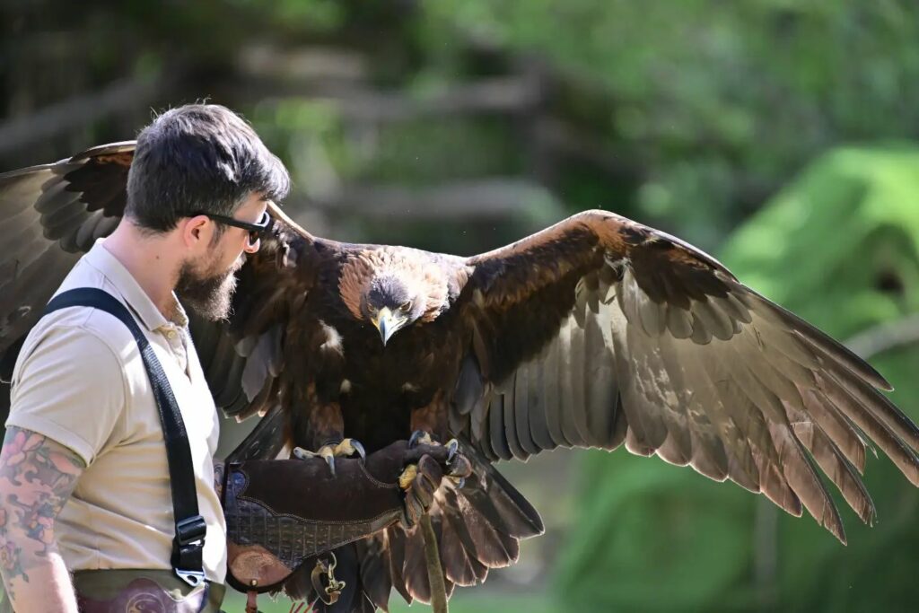 Uomo durante esibizione con un rapace