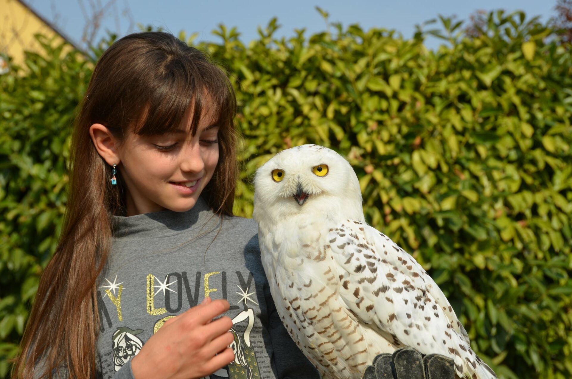 Falconry Experience Cuneo