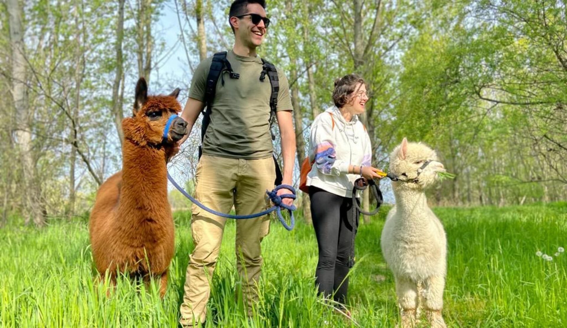 Walks with alpacas Romano di Lombardia
