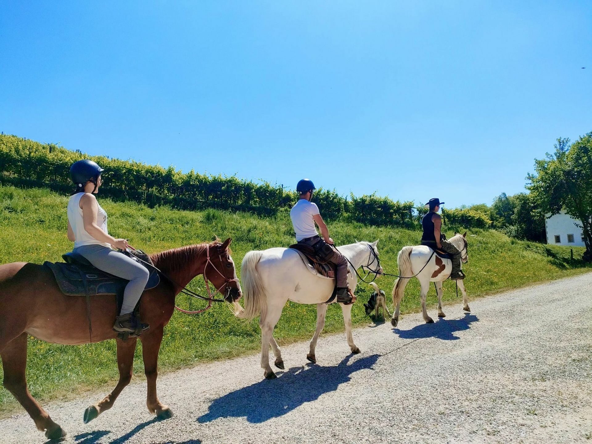 Horse Riding Treviso