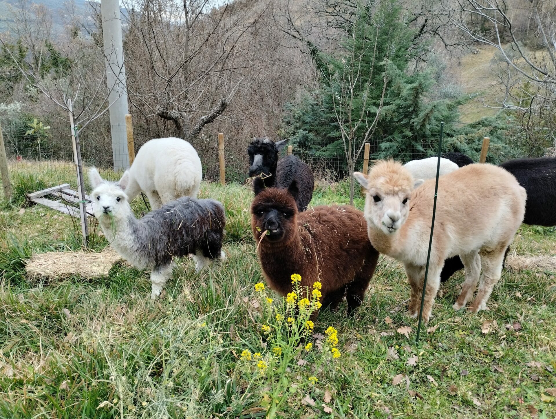 Passeggiate con alpaca Umbria