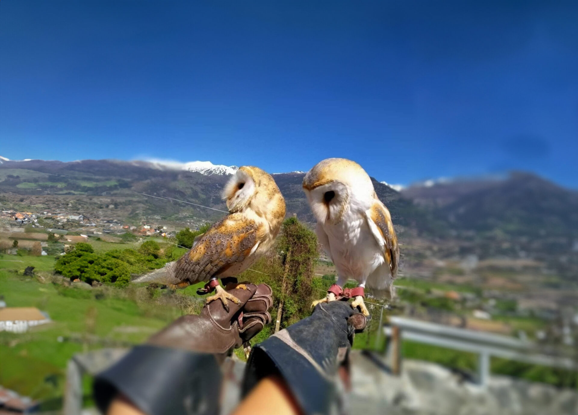 Falconry Experience Valle d’Aosta