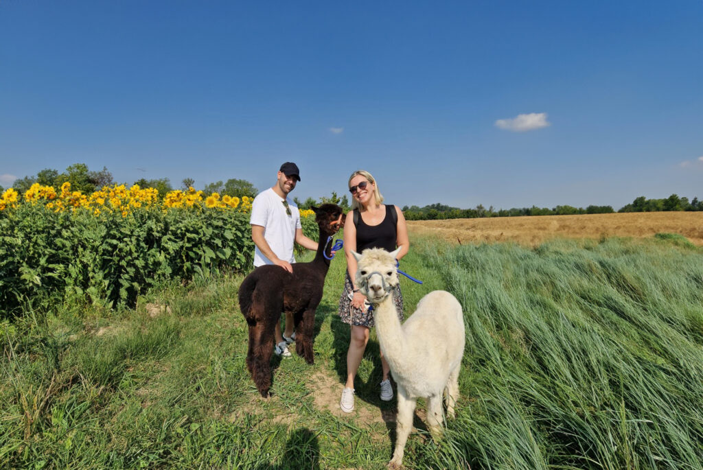 passeggiata con alpaca di coppia