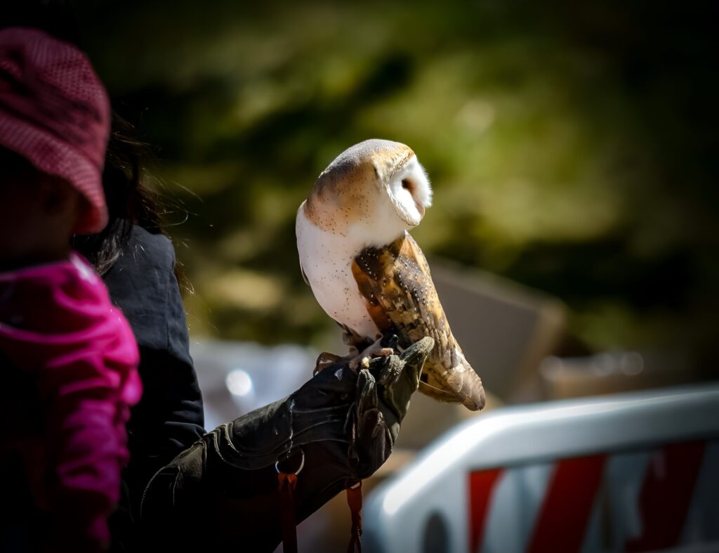 falconeria vicino a Torino