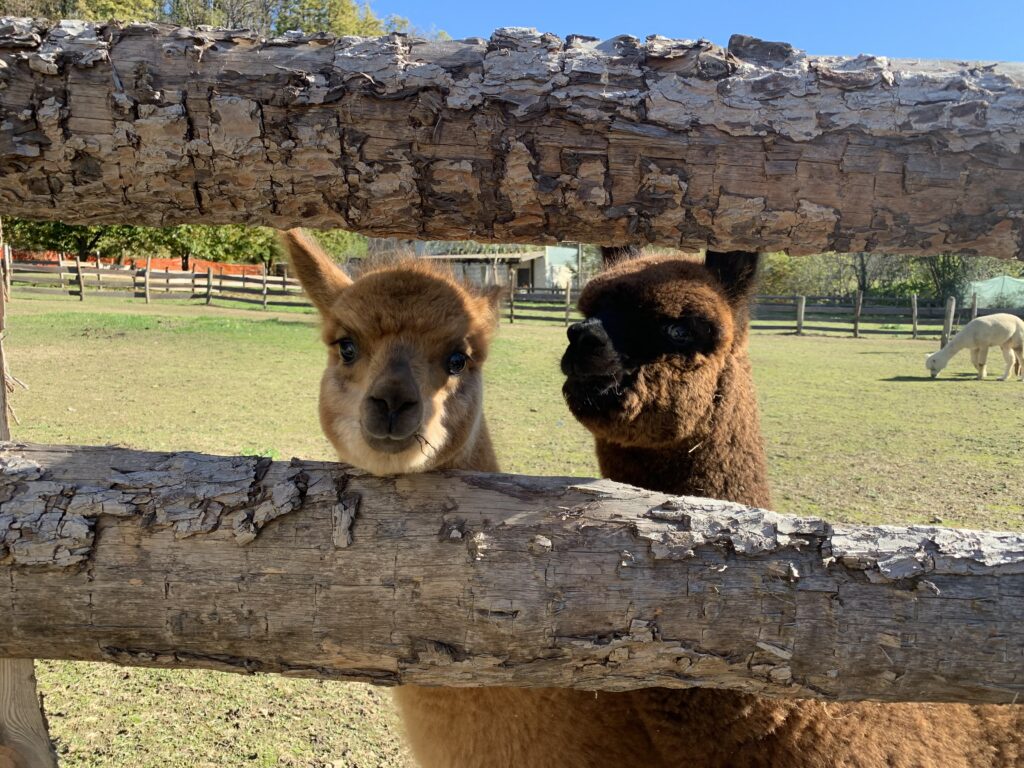 due alpaca affacciati a una staccionata