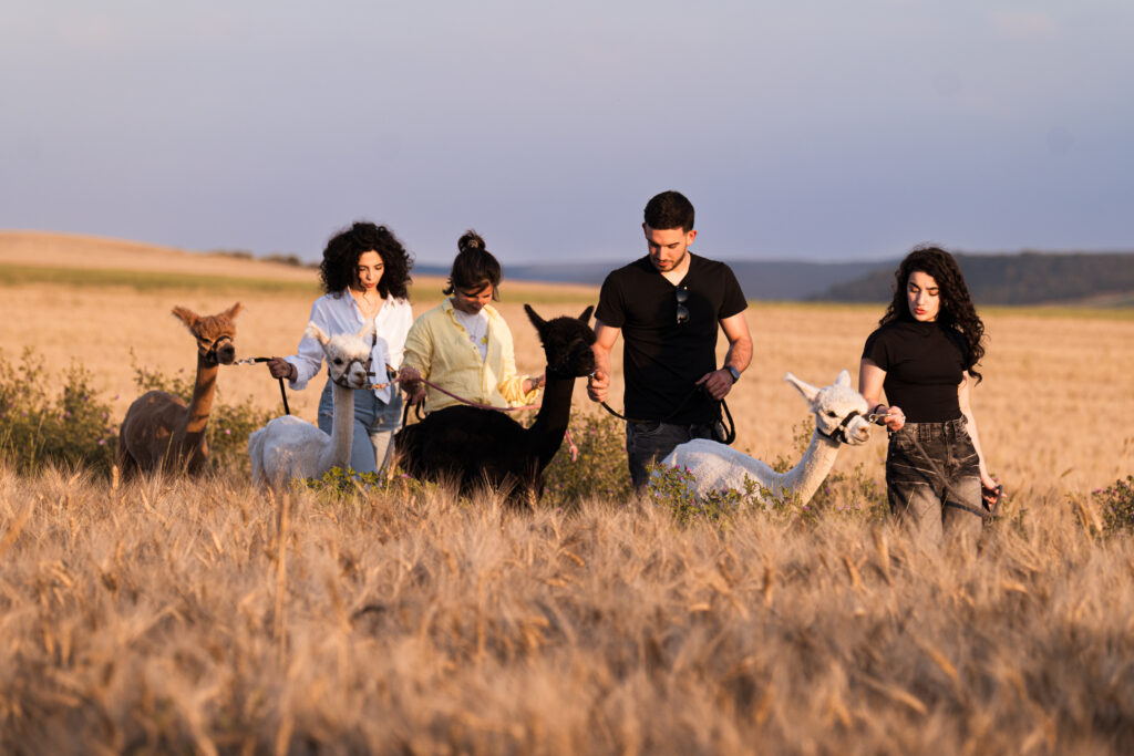 passeggiata con alpaca