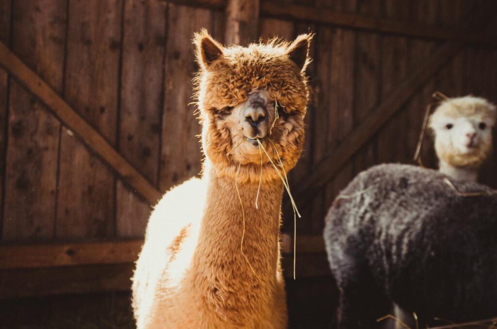 alpaca
