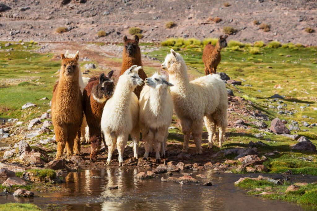 alpaca o lama nella natura