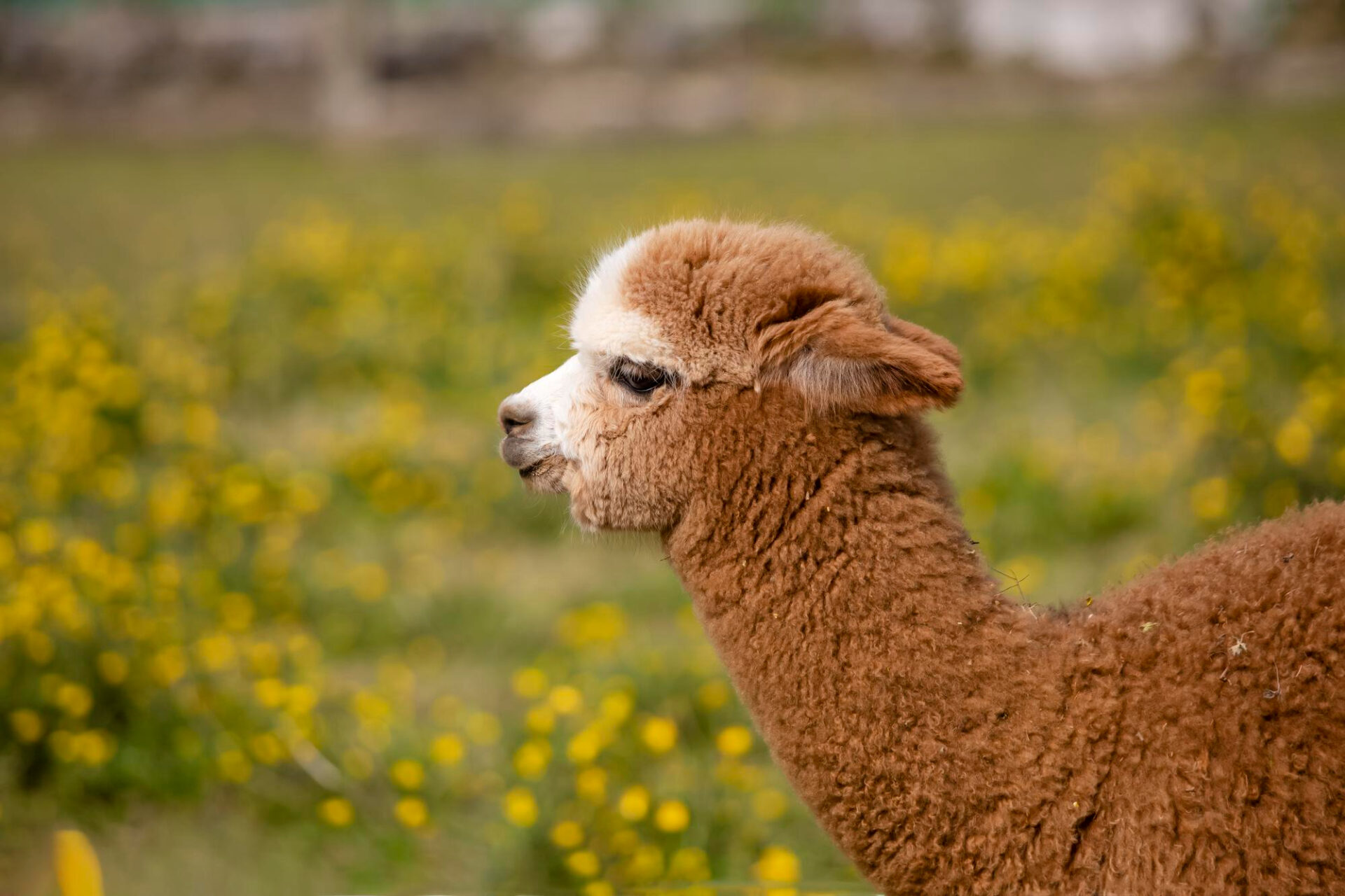 alpaca