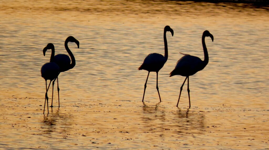 fenicotteri al tramonto nel Delta del Po