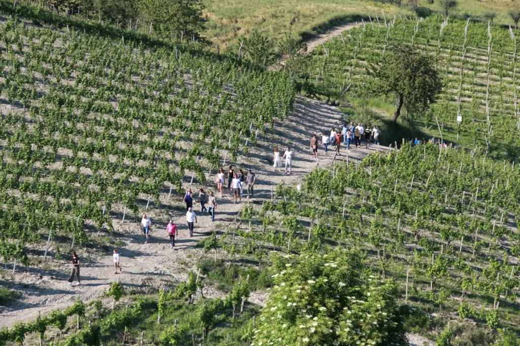 persone che camminano tra le vigne dell'Oltrepò Pavese