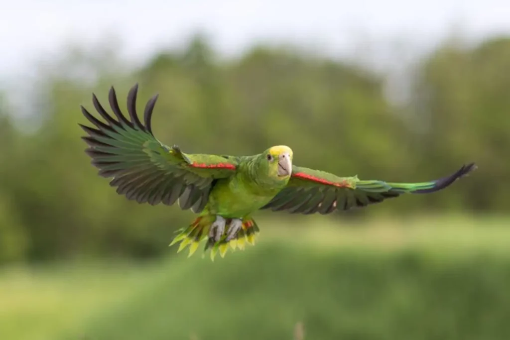 pappagallo colorato in volo