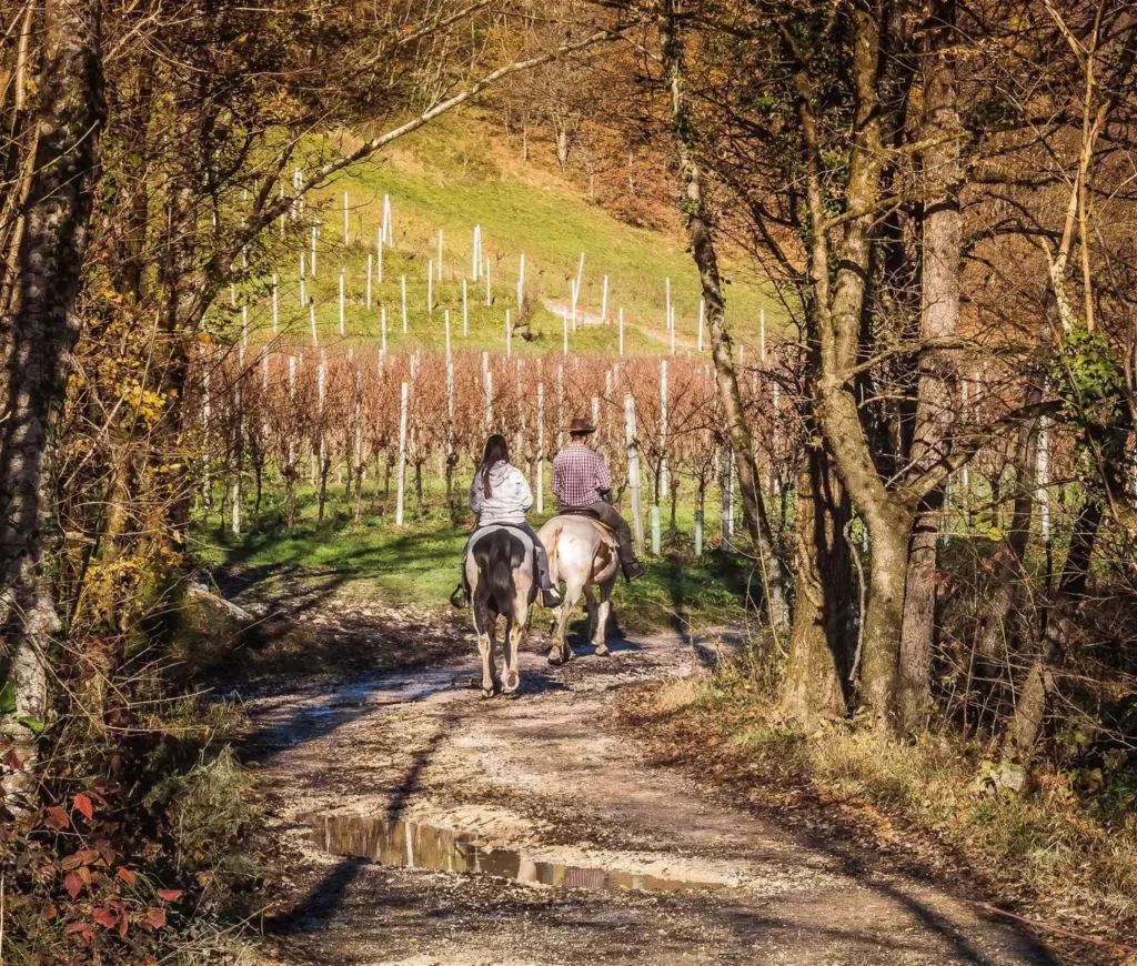 Passeggiata a cavallo tra i vigneti delle colline del Prosecco