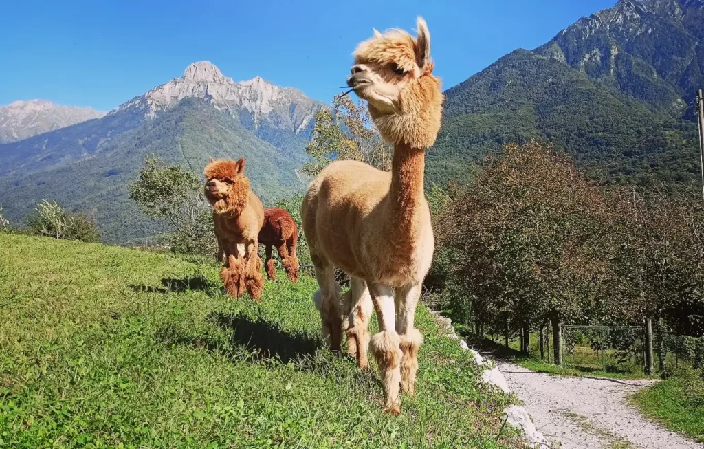 passeggiata con alpaca in Val Camonica