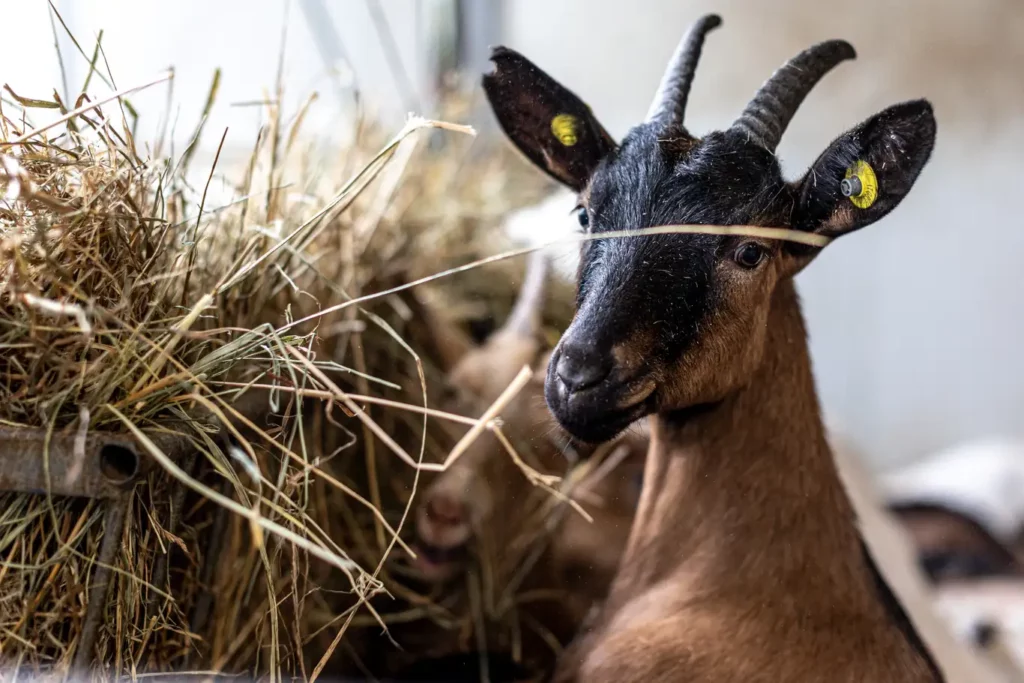capretta in una fattoria