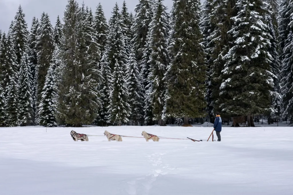Sleddog ad Auronzo di Cadore, slitta trainata da husky su distesa innevata con abeti carichi di neve