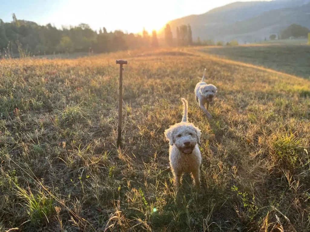 due cani usati per la caccia al tartufo