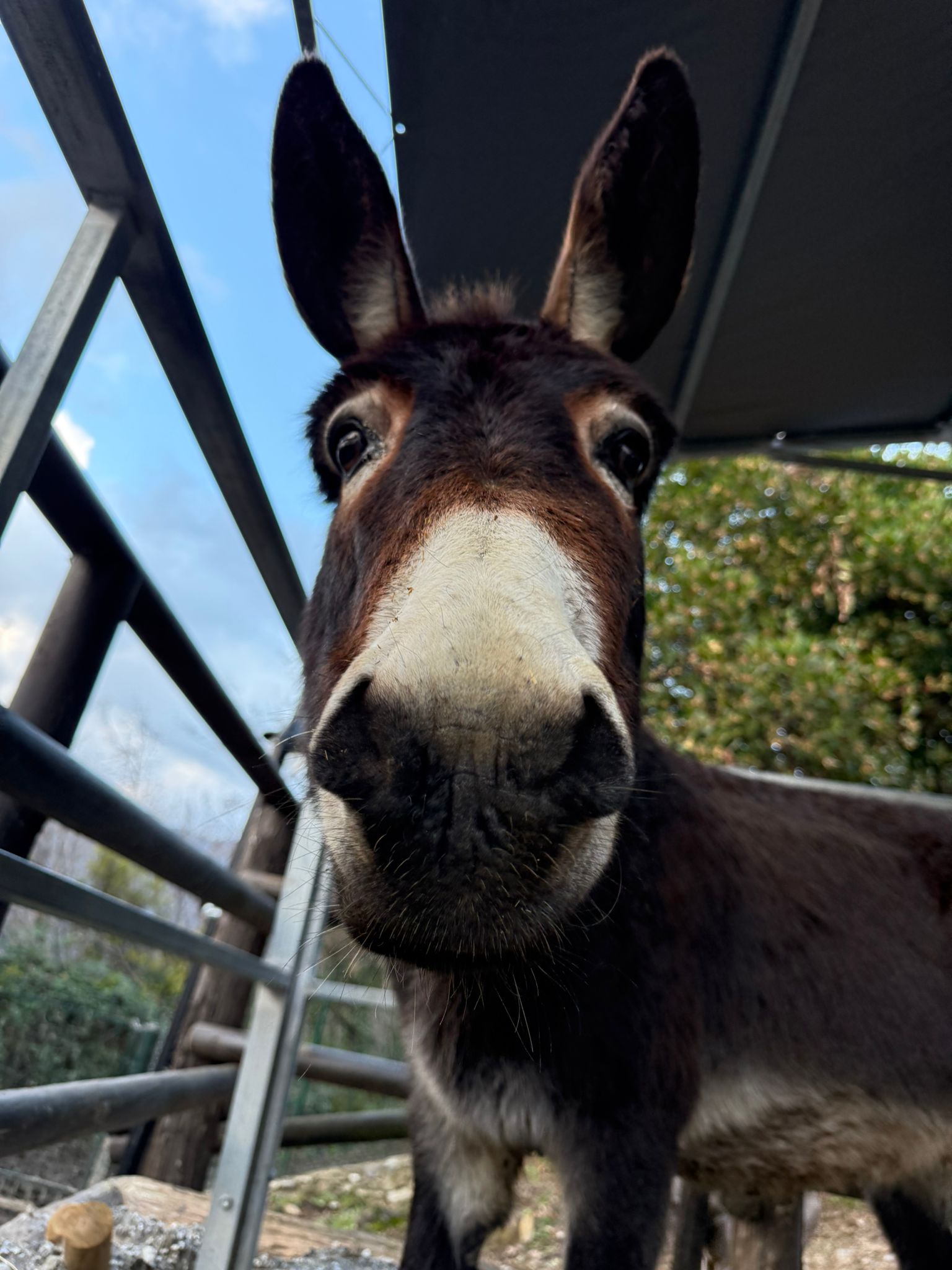 Freedonel Activities with animals Liguria | Book or gift online | Freedome