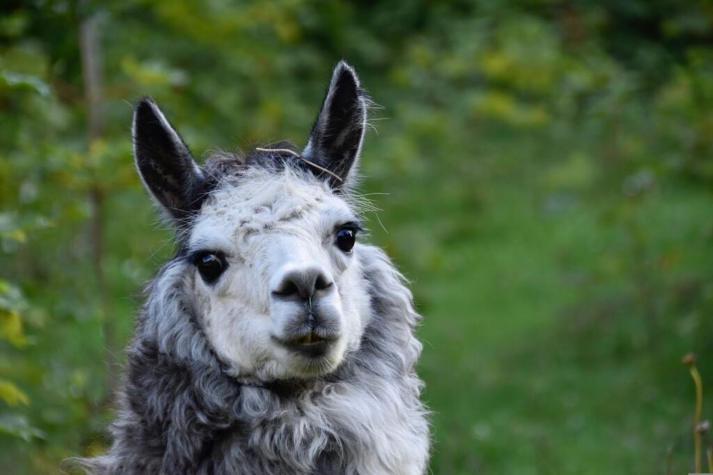 muso di un alpaca