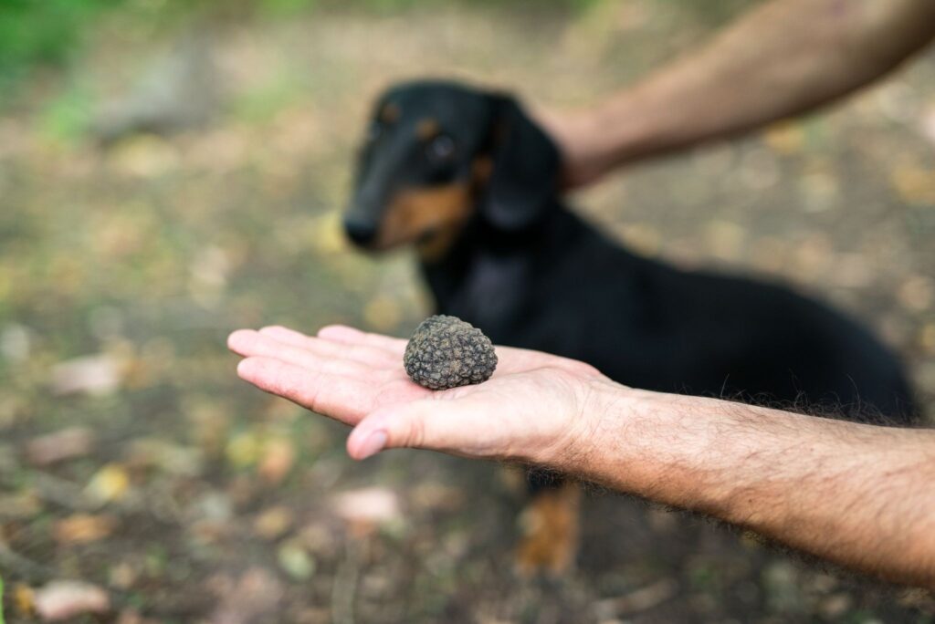 mano con tartufo e cane sullo sfondo