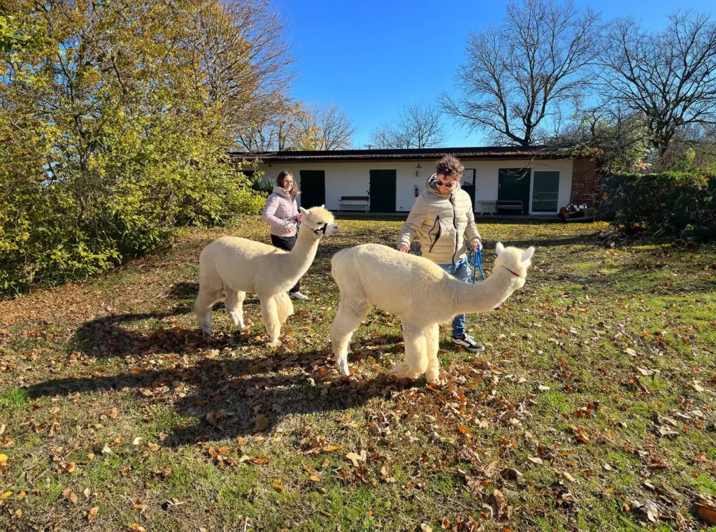 passeggiata con alpaca di coppia