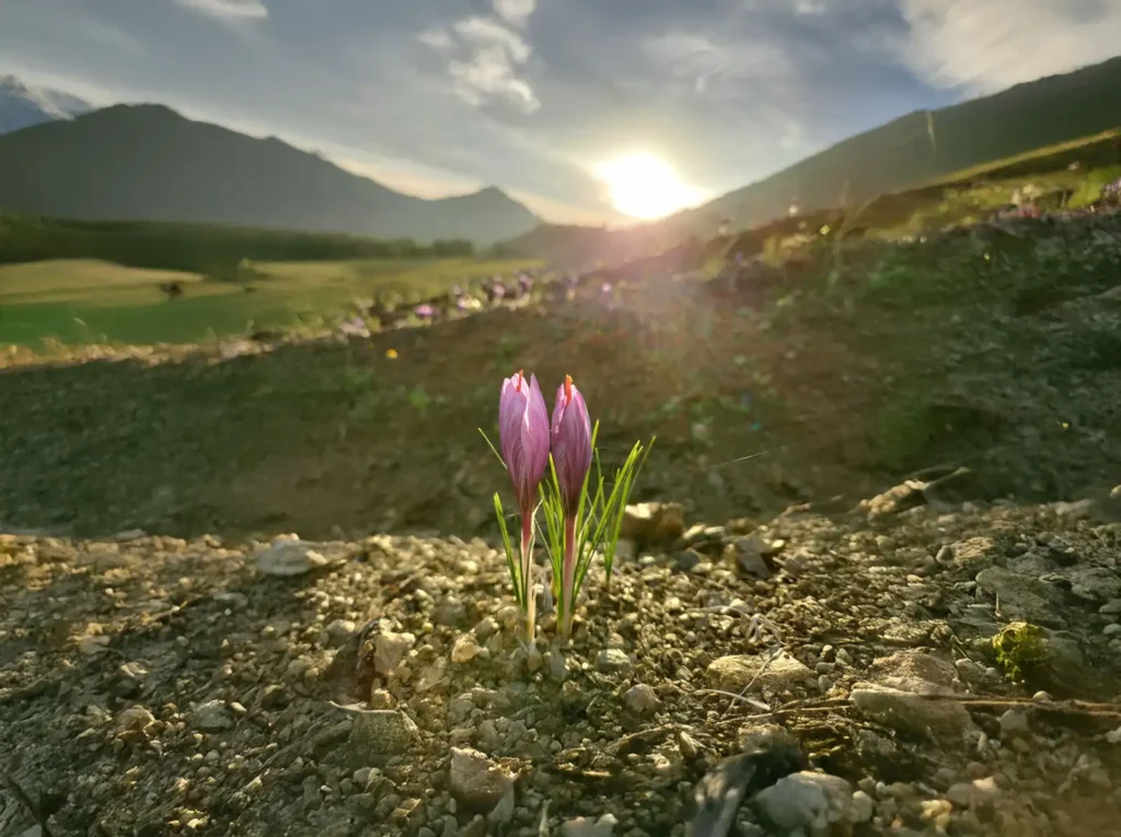 degustazione zafferano nel Chianti
