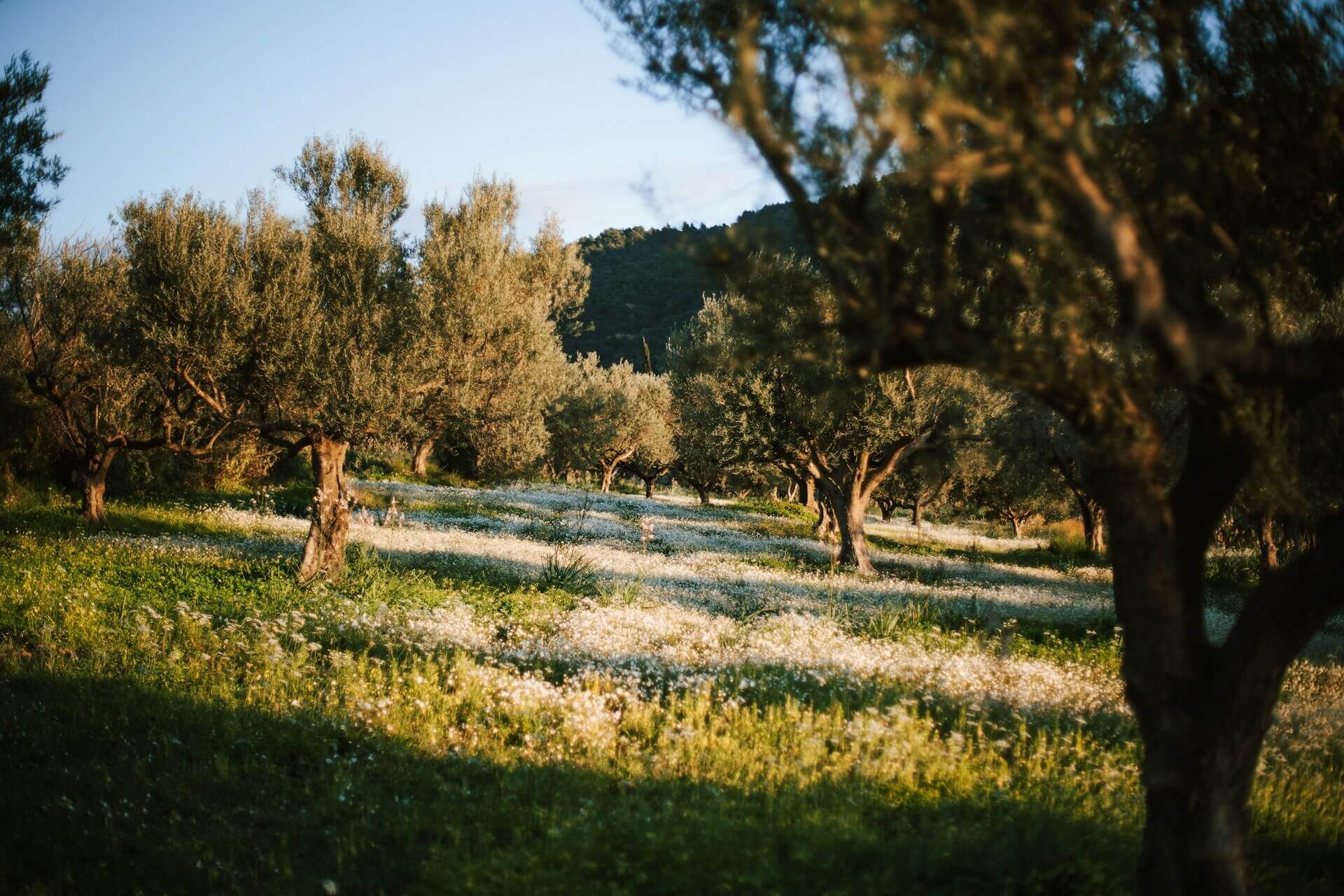 Uliveto secolare immerso in un prato fiorito al tramonto, scenario tipico delle degustazioni di olio extravergine in Italia
