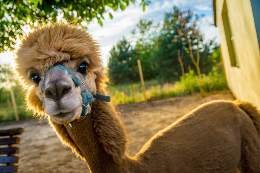 Primo piano di un simpatico alpaca marrone durante una passeggiata guidata all'aperto nei pressi di Firenze.