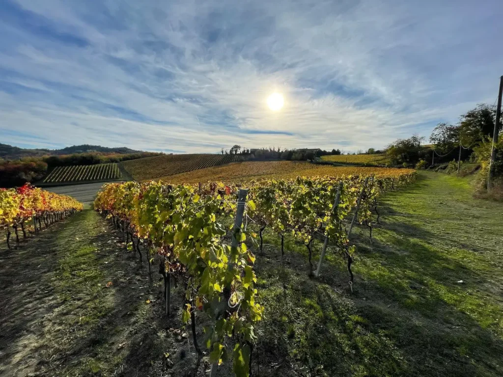 Splendido panorama di vigneti collinari in Piemonte sotto il sole, territorio ideale per escursioni in quad e buggy tra i filari.