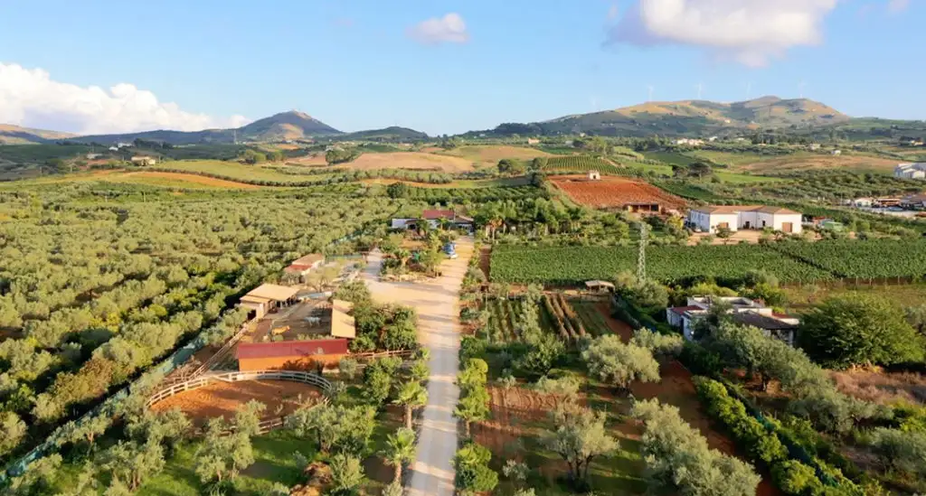 Vista aerea di un'azienda agricola a Partinico, nel palermitano, tra uliveti, vigneti e agrumeti per la produzione di olio siciliano