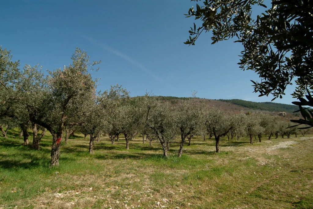 Filari di ulivi sulle colline umbre vicino ad Assisi, cuore della produzione di olio extravergine in Umbria