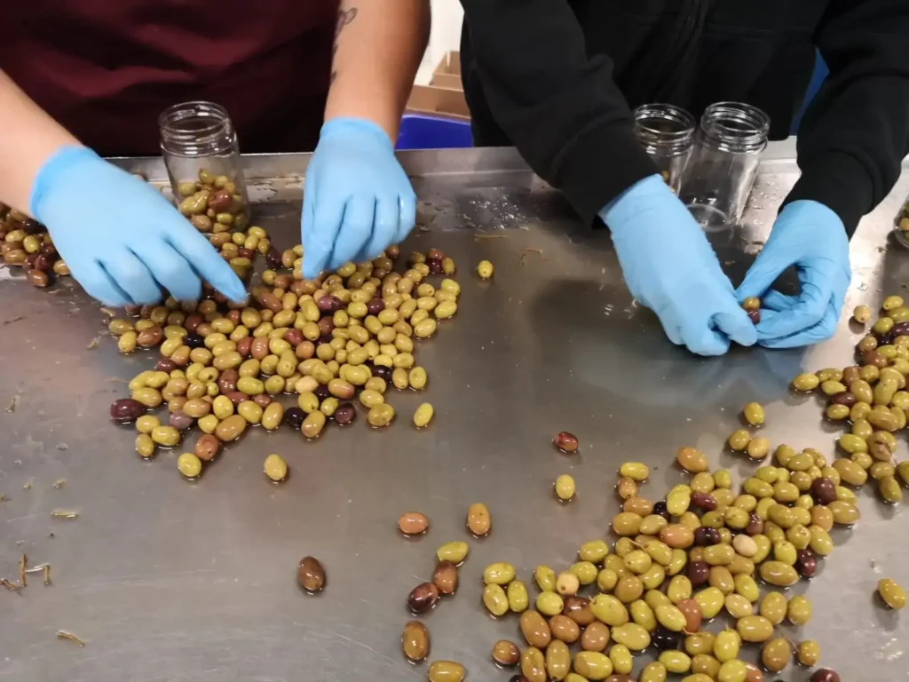 Selezione manuale delle olive in un frantoio ecologico della Liguria, fase chiave per la produzione di olio EVO DOP Riviera Ligure