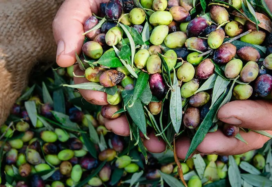 Mani che raccolgono olive appena colte nella masseria di Fasano, durante la visita guidata alla produzione di olio EVO pugliese