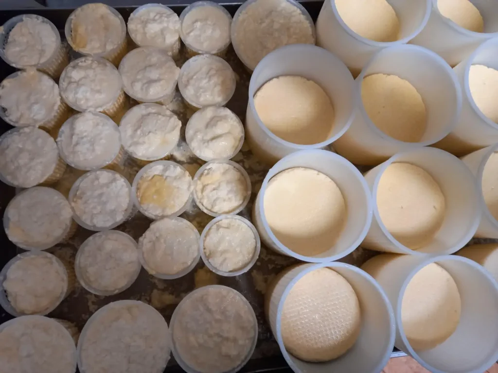 Forme di formaggio fresco in stagionatura durante un'esperienza di degustazione formaggi in Lombardia