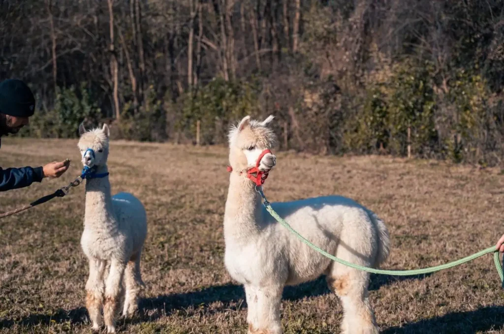 passeggiata con alpaca