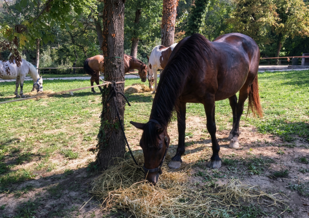 passeggiata a cavallo a Rimini