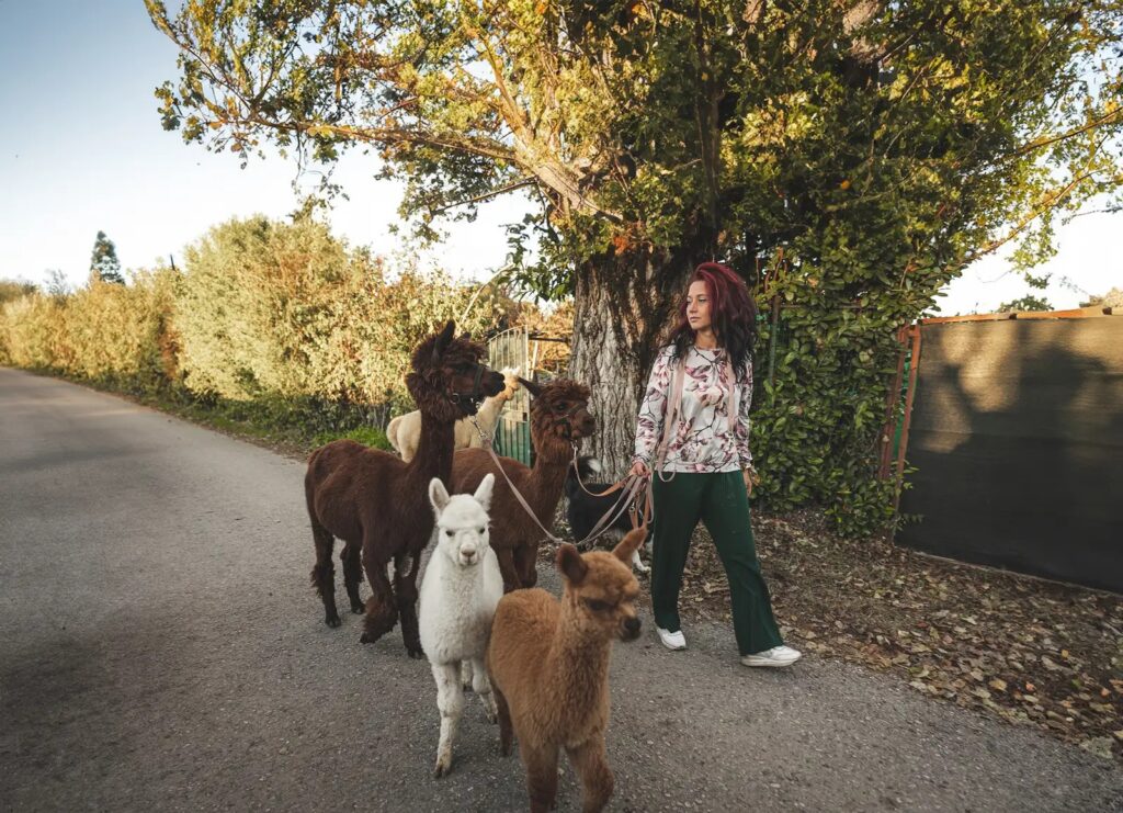 ragazza porta a passeggio degli alpaca