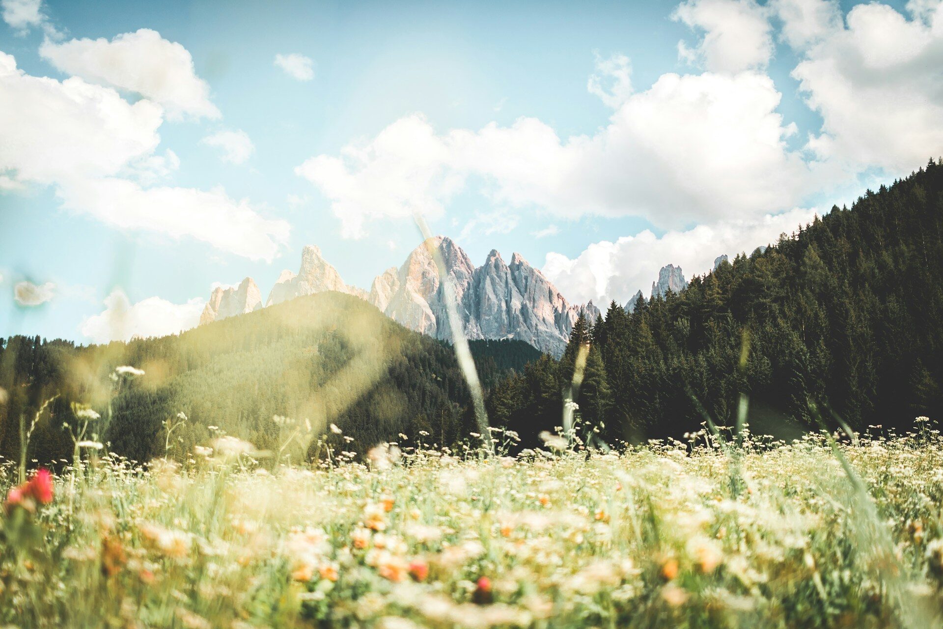 Montagna ad agosto