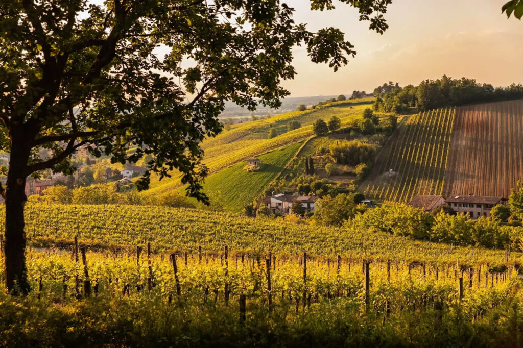 paesaggio di campagna con vigneti